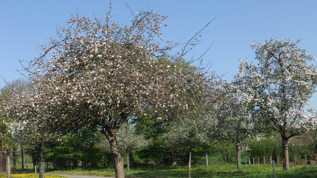 Gites De L'Aumondiere Conde-sur-Noireau ภายนอก รูปภาพ